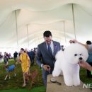 도그클럽 이미지