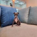 강아지분양 고양이분양 헬로브리더 이미지