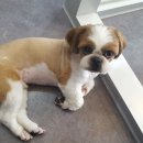 별이와개똥이 이미지