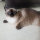 안산펫택시 이미지
