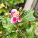 안동무궁화 이미지