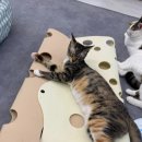 츄냥이 하우스 | 전주 이색카페 찾다가 반해버린 곳, 츄냥이하우스 후기😻