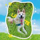 [부지런]도전 블로그 인플루언서 | [공지] [네이버 인플루언서 합격] 첫 도전 한 번에 선정된 비결, 펫 인플 후기