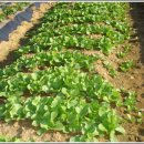 와와농장 이미지