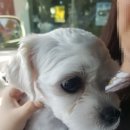 댕이요 펫택시 이미지