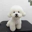 빼로네 애견미용샵 | 광명사거리 애견 미용샵 멍나나 비숑 스포팅 후기 내돈내산