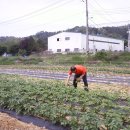 직산농장 이미지