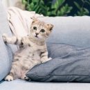 검은고양이 이미지