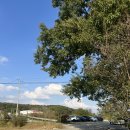 피어라 | 충남 당진 야외대형카페 디저트 맛집 : 카페피어라 후기