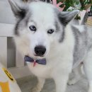 댕댕이 미장원 이미지