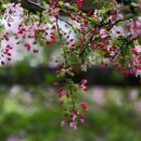 사과꽃 피는 저녁 이미지