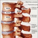 척 추 관 리 이미지