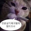 보신약국 | 엉덩이 뾰루지 연고, 약국 제품의 함정