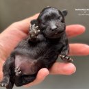 남양주켄넬 이미지