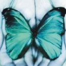 꿈꾸는 나비 이미지