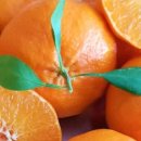 토박이네 이미지