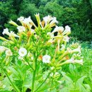 이인수 농장 | 안면거상수술후기,이마거상수술후기,목주름거상수술후기,리얼성형수술후기,안면거상,이마거상,목주름...