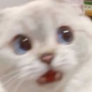 잉꼬결혼 | 결혼정보 회사등급표 기준 확인해본 후기