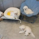 워킹펫살롱 이미지