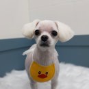 보배펫 이미지