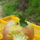 행복애농원 이미지