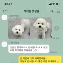 사개절펫살롱