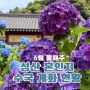 제주 혼인지 수국 2026 실시간 개화시기 및 주차 정보, 제주도 동쪽 성산 수국 명소 후기