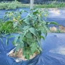 이준 농장 이미지