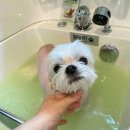 홍글몽글 이미지