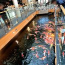 율하5로48 | 장유물고기카페 장유율하카페 커피앤더코이 물고기와 함께 즐기는 이색 힐링 내돈내산 찐후기