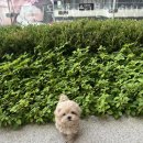 구미강아지분양 애견미용 마마스미독 | 인천 송도동 강아지분양 마마스미독 강아지분양 인천점 영업시간 가는길