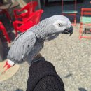 숲515 | [용인 계곡]용인 계곡 바베큐 가능한 묵리숲 주말 이용 후기, 렌탈 시간 이후 계곡 이용 가능