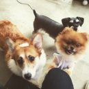 땡큐댕댕 이미지