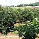 길원농장 이미지