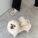 몽그라니 이미지