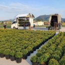 국화정원 이미지