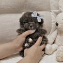 버디독 강아지분양 안심분양센터 서울 영등포점 이미지