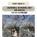경남벚꽃명소 양산벚꽃명소 황산공원 벚꽃터널(25.04.02개화상황)