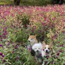 애견가을농장 이미지