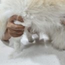 플러스동물메디컬센터 이미지