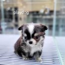 플레이독 파주본점 이미지