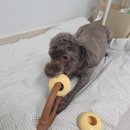 딩고 | 로이카 딩고링 후기｜노즈워크 강아지 장난감 솔직 사용기