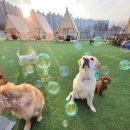 아이조아펫파크 대구점 | 대구 애견카페·펫파크 바베큐텐트 추천 | 아이조아펫파크 대구점 설치 사례