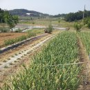 감나무골농장 이미지