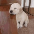 서동물병원 이미지