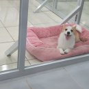 스타펫미팅 이미지