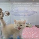 고양이분양 꽃개와 꽃냥 인천 청라점 | 파주고양이분양업체, 꽃개와꽃냥 인천 청라점