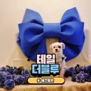 일산 애견카페 늦은밤 찾은 테일더블루 방문 후기