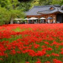 선운사꽃무릇 이미지