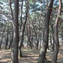 소나무 숲길 이미지
